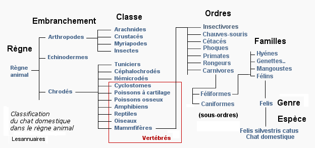 Classification du chat dans le rgne du vivant