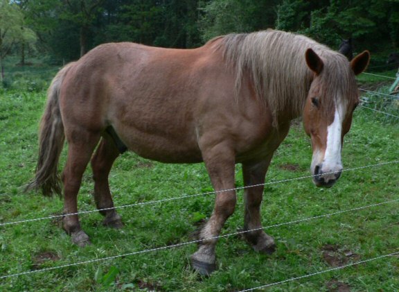 Cheval de trait Breton