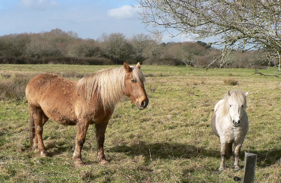 Cheval de race Breton